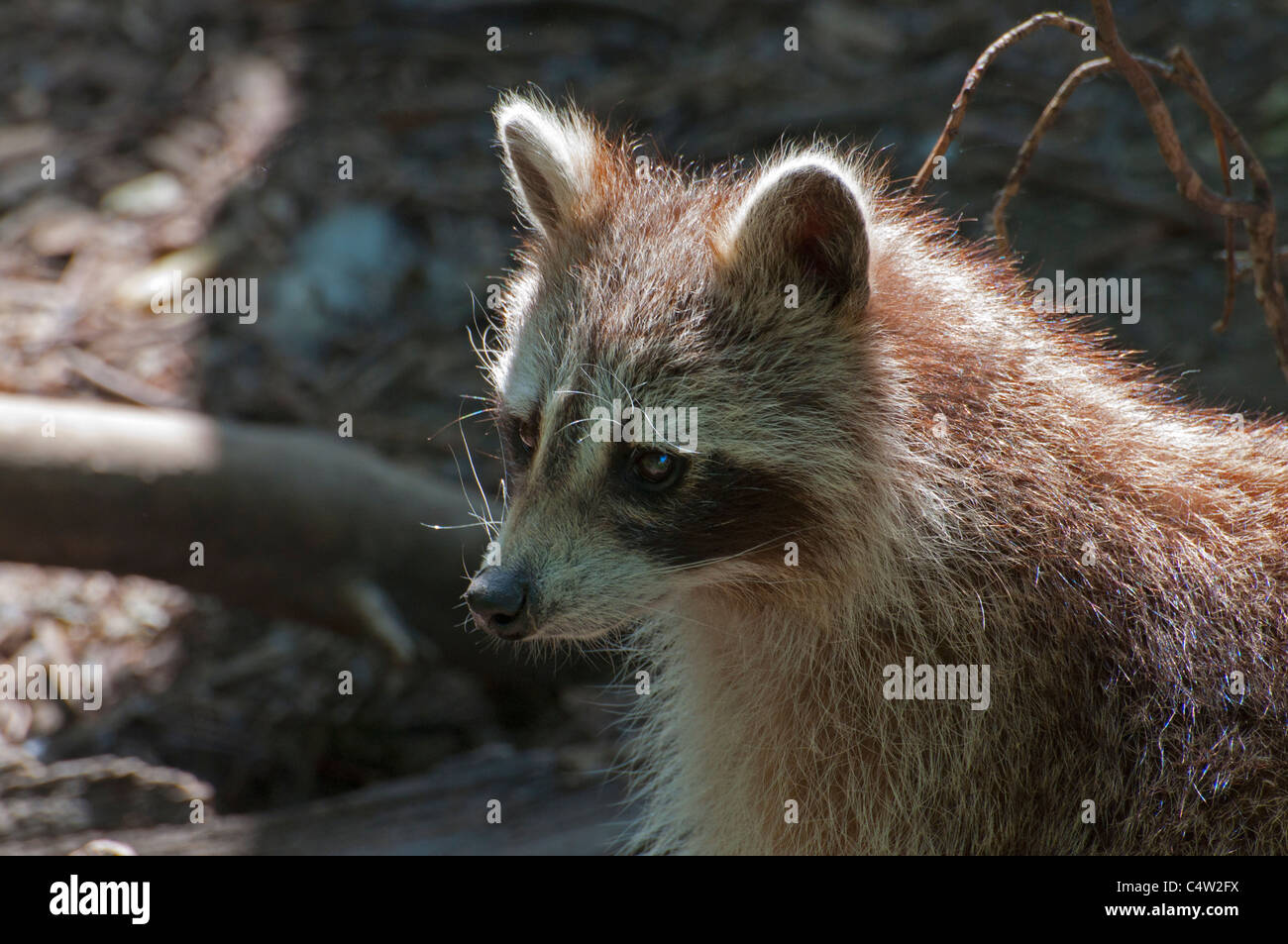 Close-up of a Common Raccoon Stock Photo - Alamy