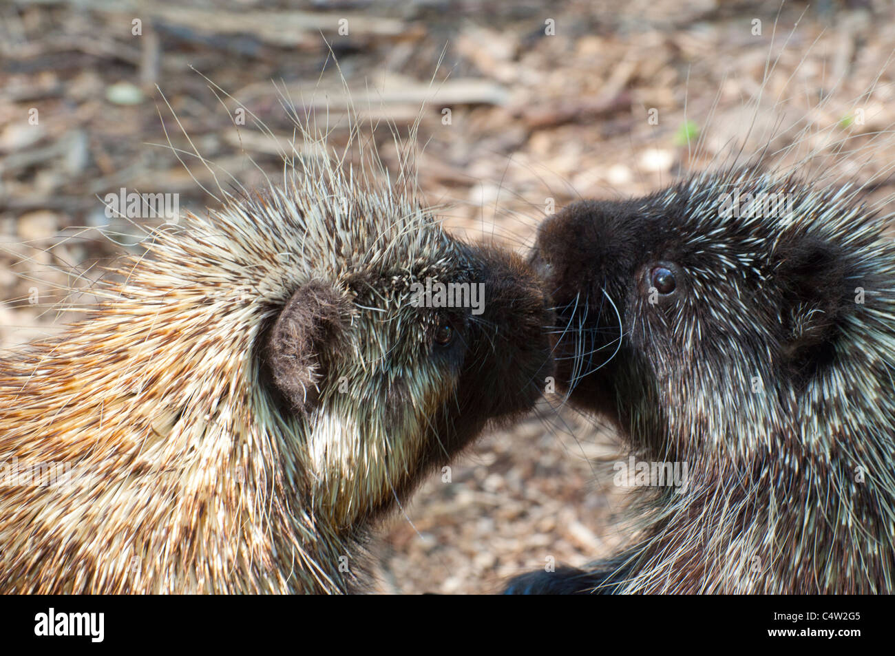 A pair of Canadian Porcupines meet. Stock Photo