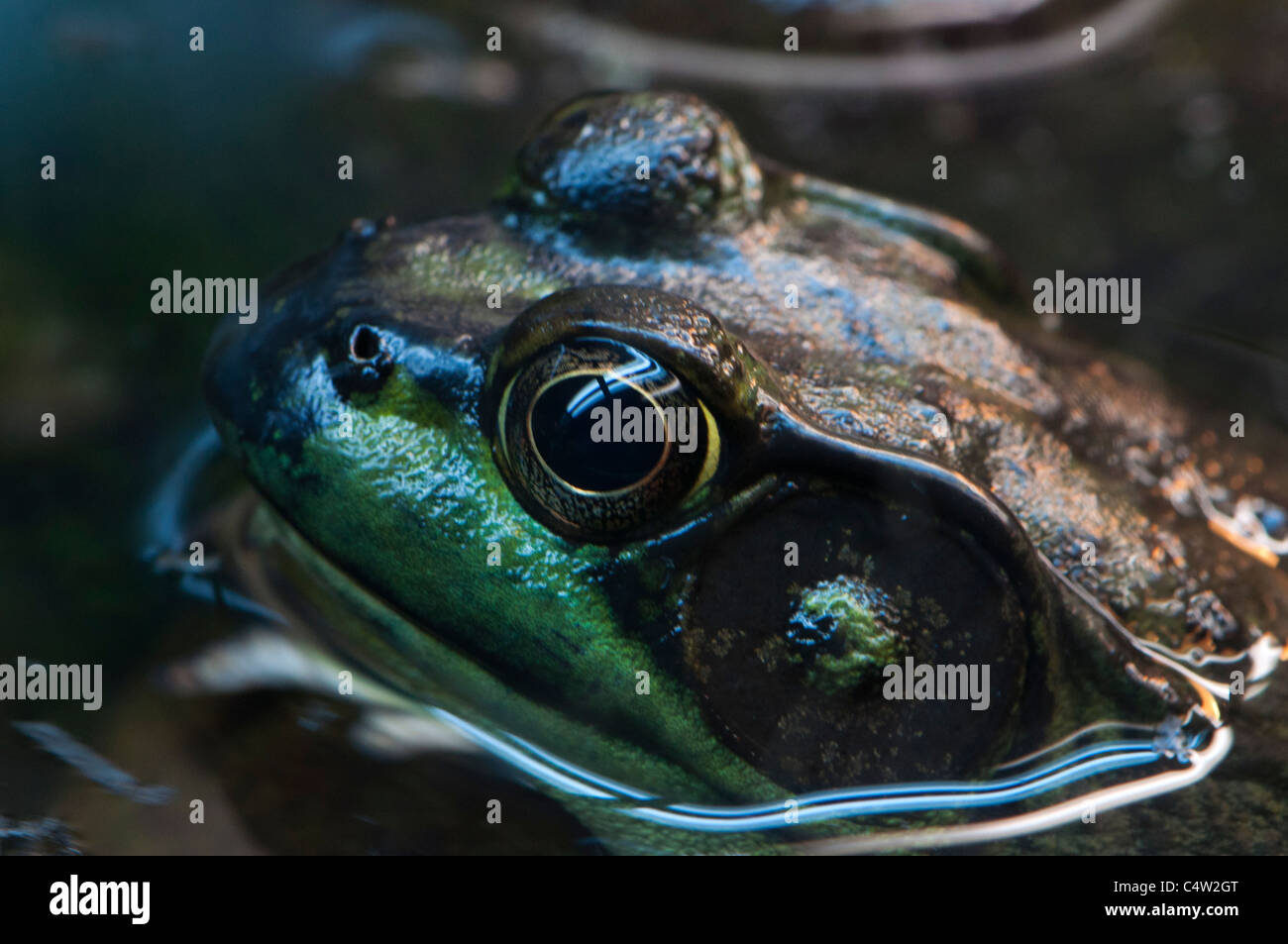 A Green Frog almost submerged. Stock Photo