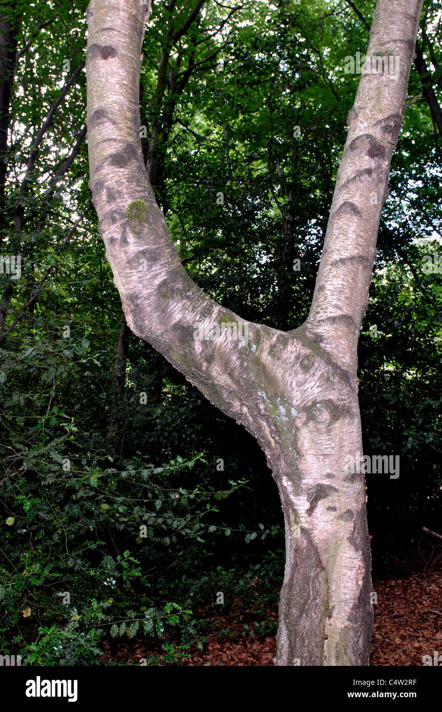 Letter y hi-res stock photography and images - Page 2 - Alamy