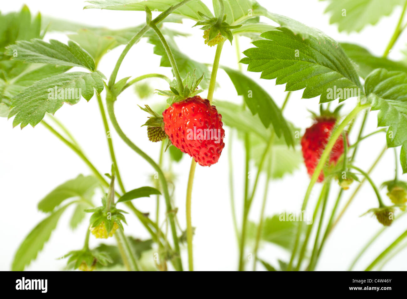 wild strawberry berries. photo on the white background Stock Photo - Alamy