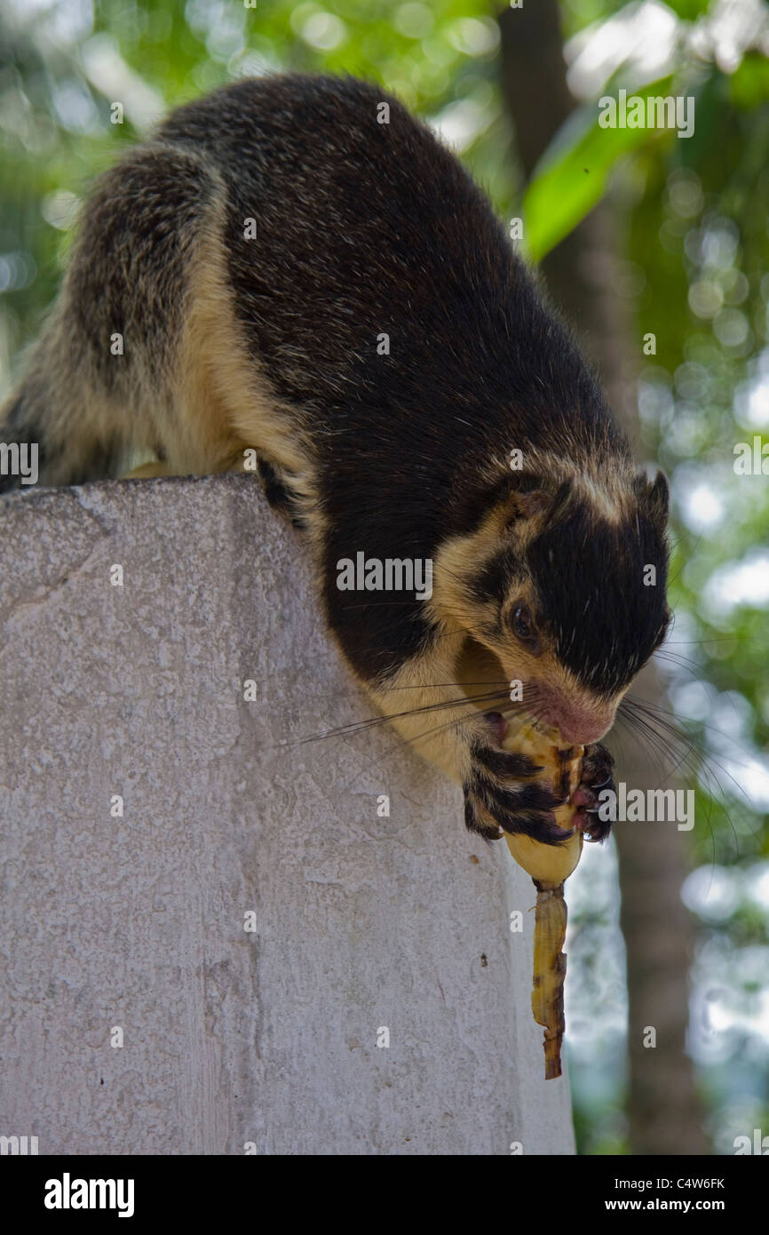 Giant tree squirrel eating banana koth duwa island Sri Lanka Stock Photo Alamy