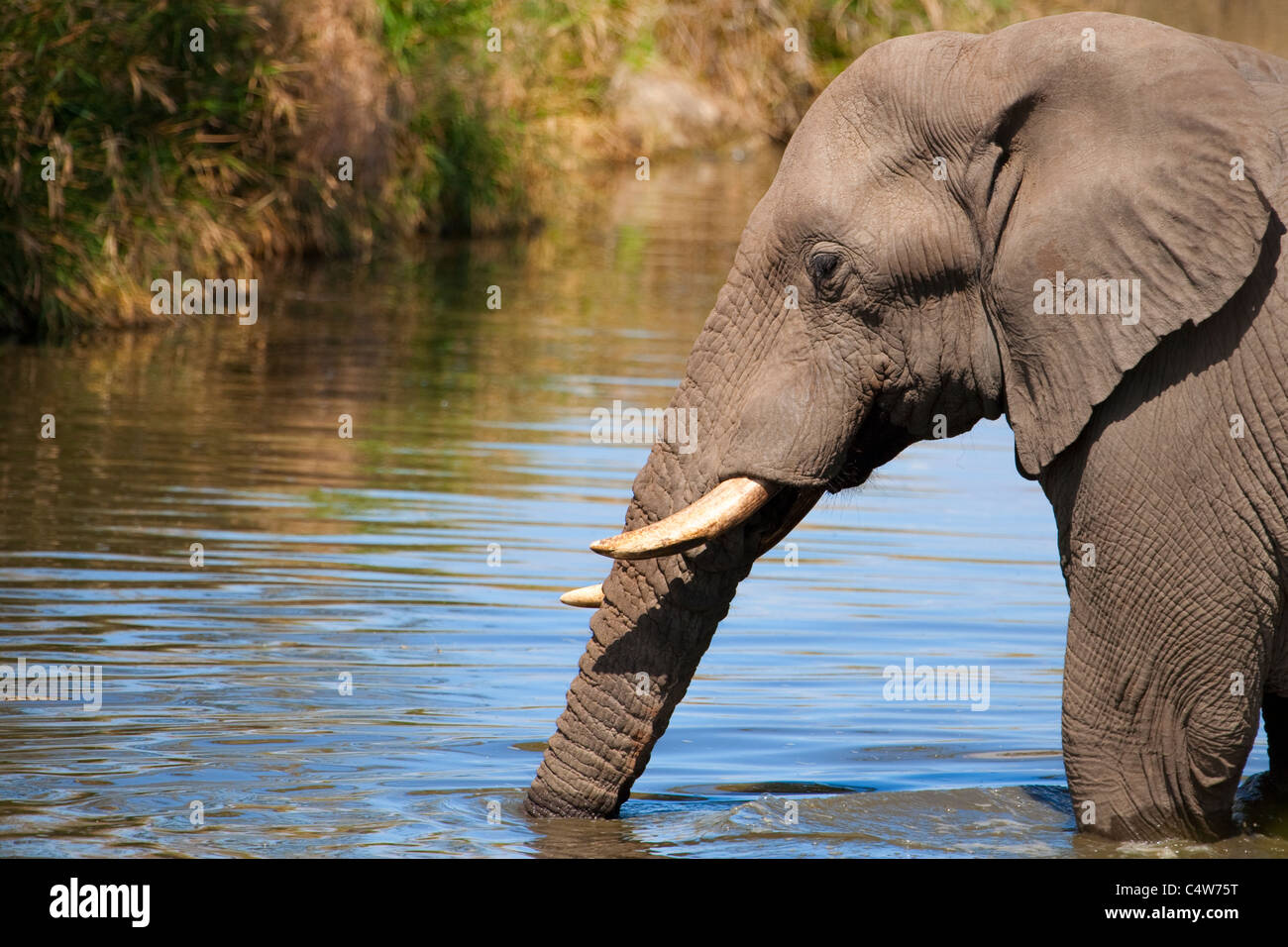 Elephant (Loxodonta Africana) Drinking in the Sabie River, Kruger National Park, South Africa Stock Photo
