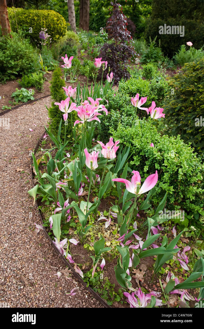 Pink Tulips with fallen petals at The Laskett Gardens, Herefordshire, England UK. Stock Photo
