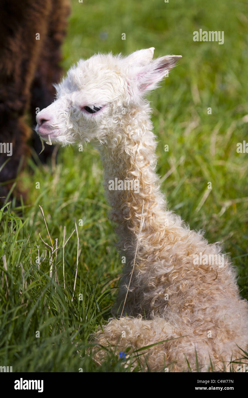 Newborn alpaca hi-res stock photography and images - Alamy