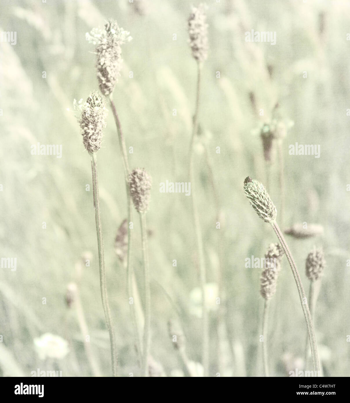 Soft Reeds High Resolution Stock Photography and Images - Alamy