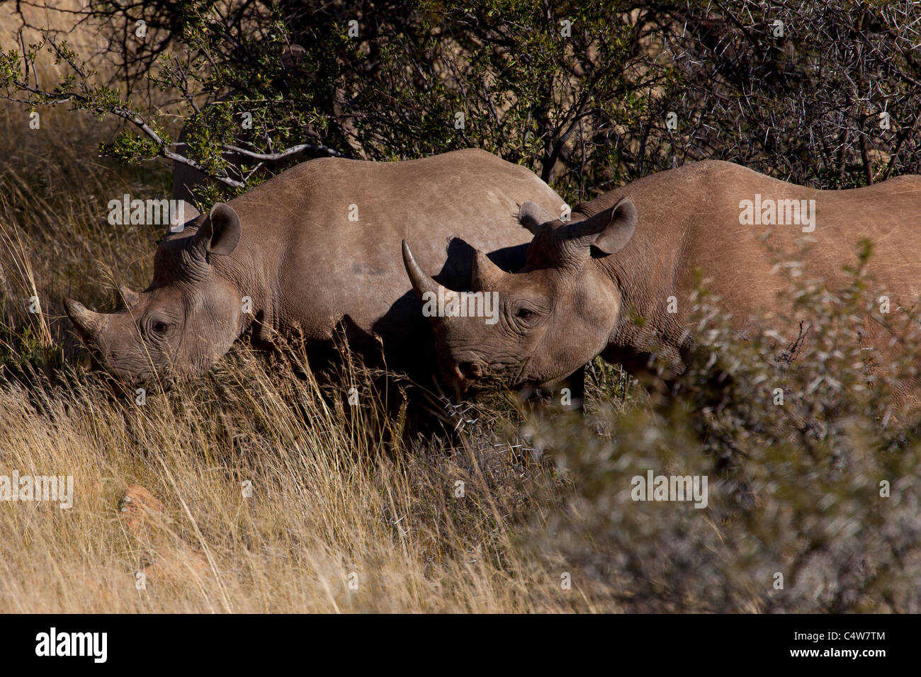 Black Rhinoceros (Diceros Bicornis) in Mountain Zebra National Park, South Africa Stock Photo