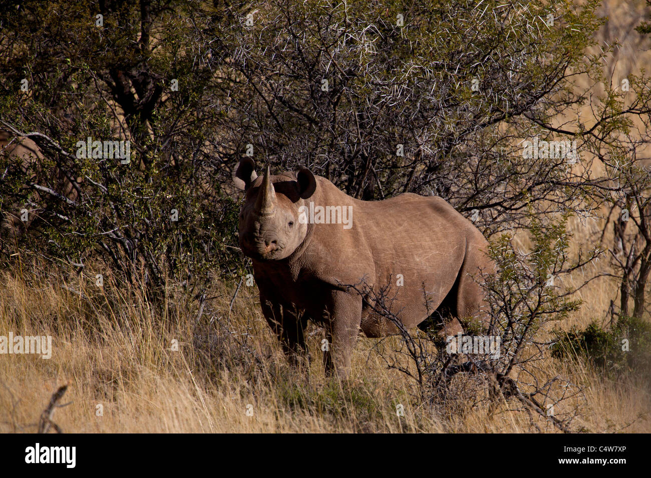 Black Rhinoceros (Diceros Bicornis) in Mountain Zebra National Park, South Africa Stock Photo