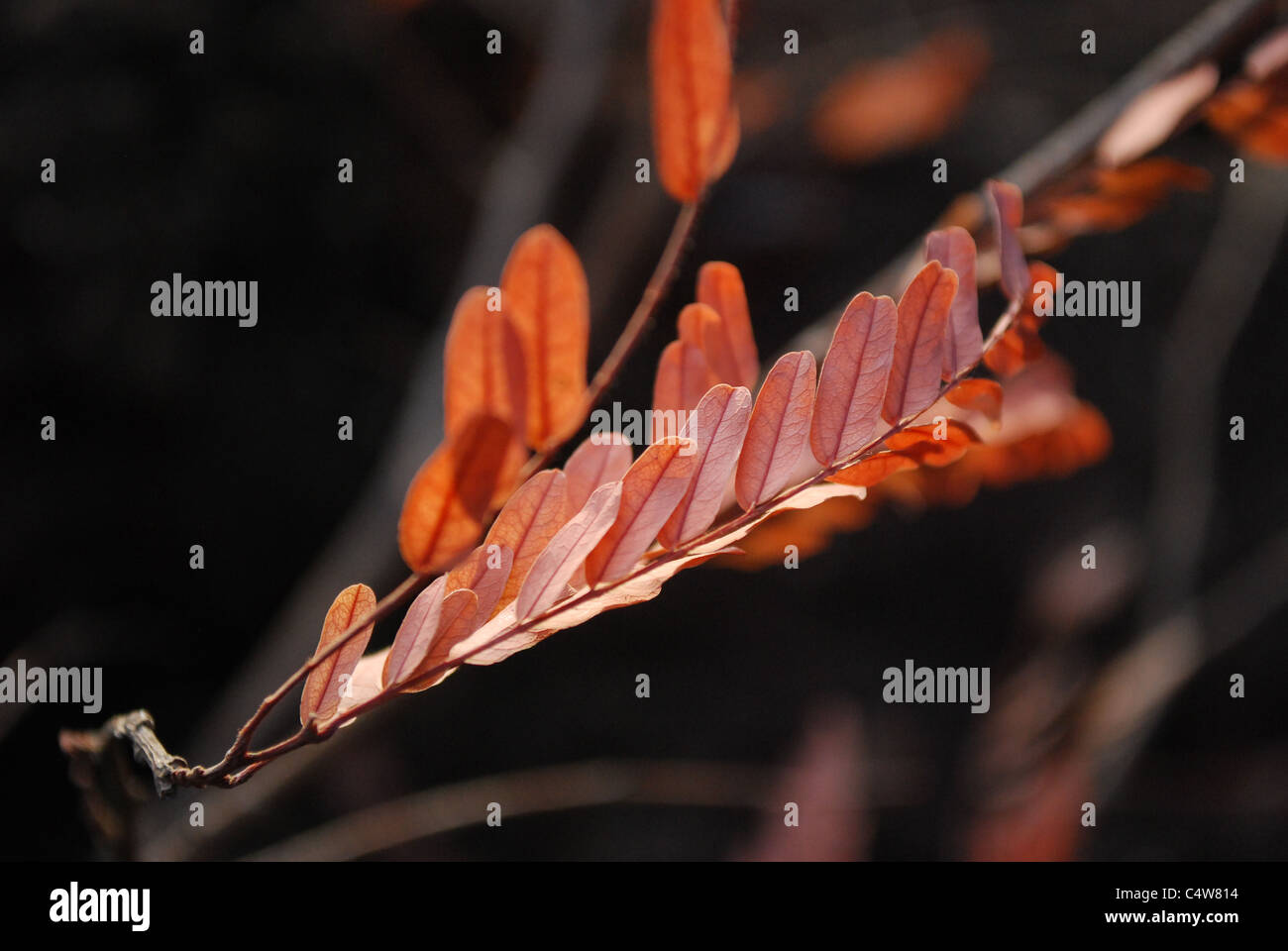 Close up of a dry leaf hi-res stock photography and images - Alamy