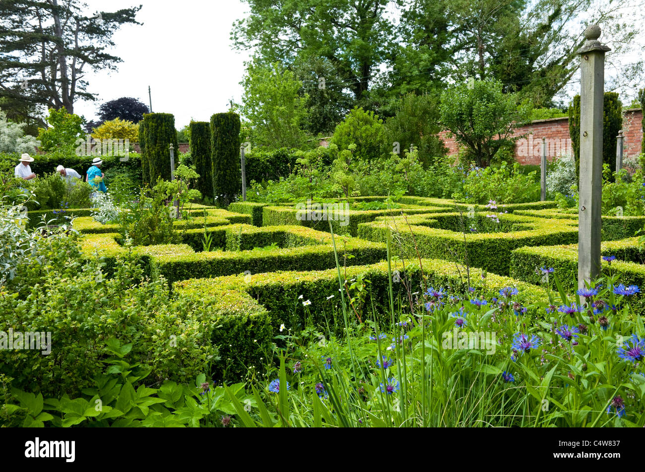 Bryans Ground - a formal garden with box hedging / yew topiary  and blue cornflowers in the foreground and visitors beyond. UK.. Stock Photo