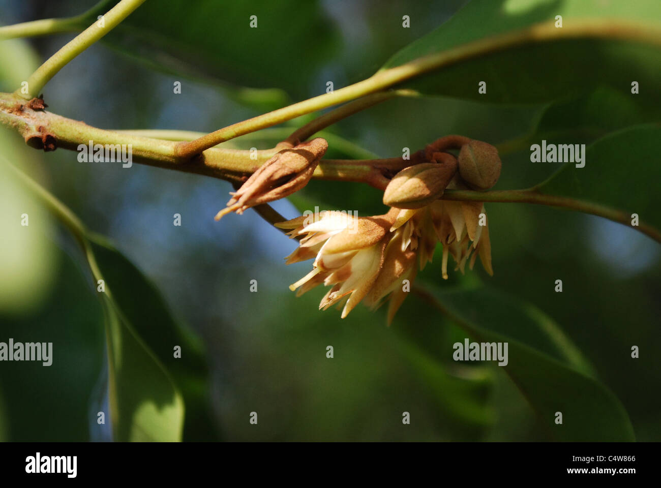 Spanish cherry hires stock photography and images Alamy