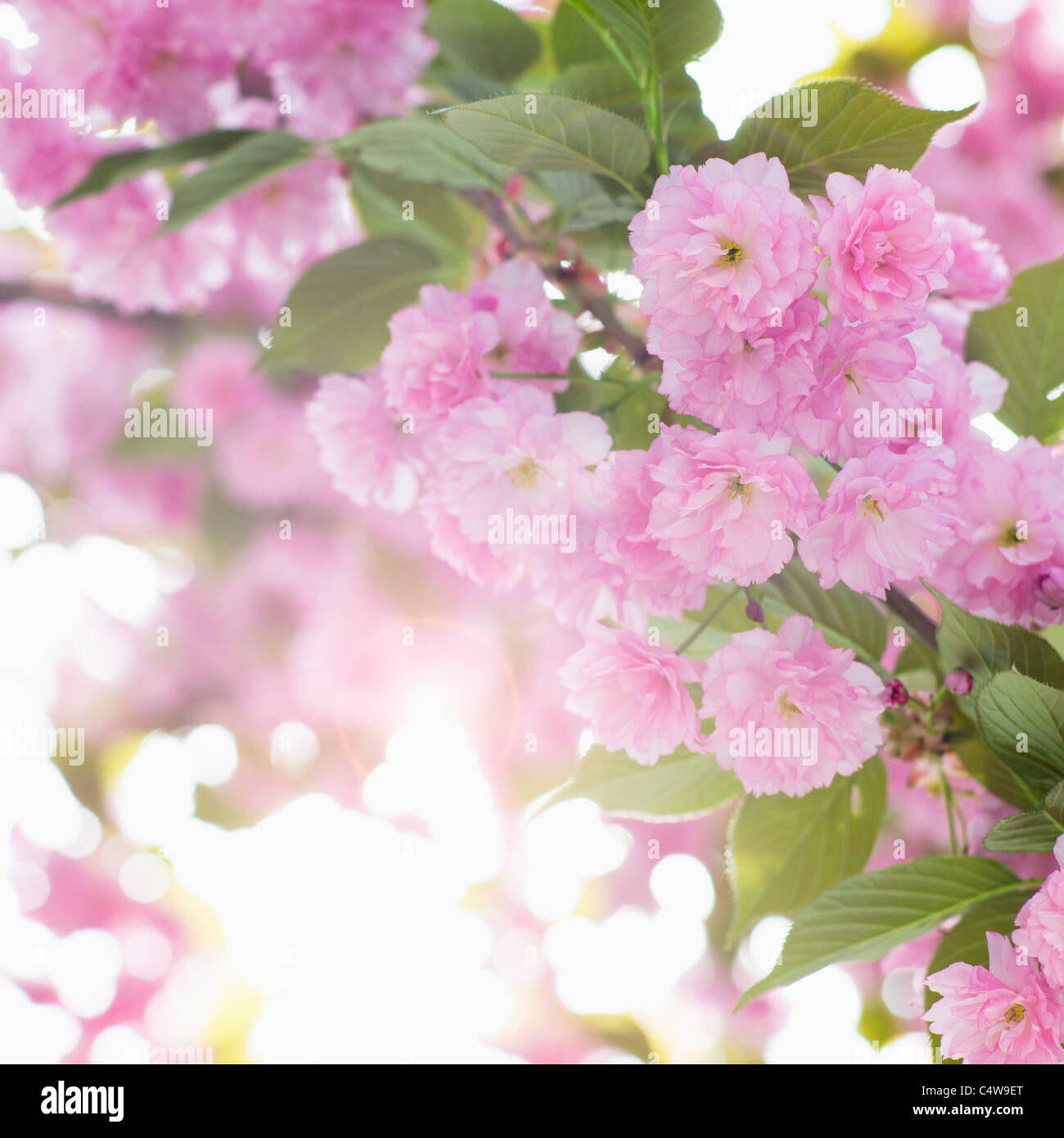 Sunlight on cherry blossom hi-res stock photography and images - Alamy