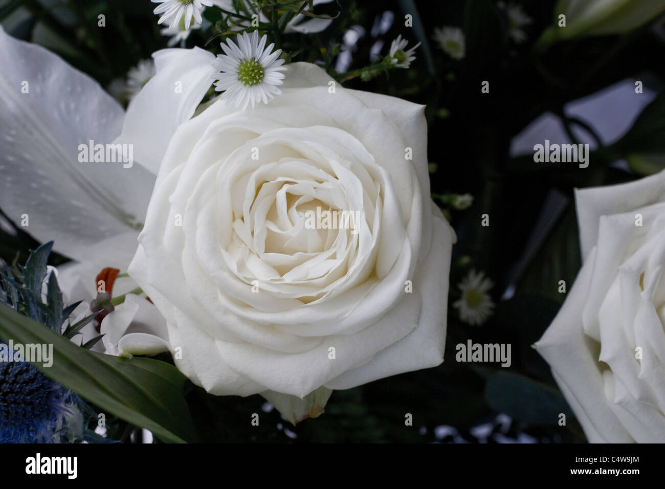 flower in bloom,bloom,rose,rose head,petals, Stock Photo