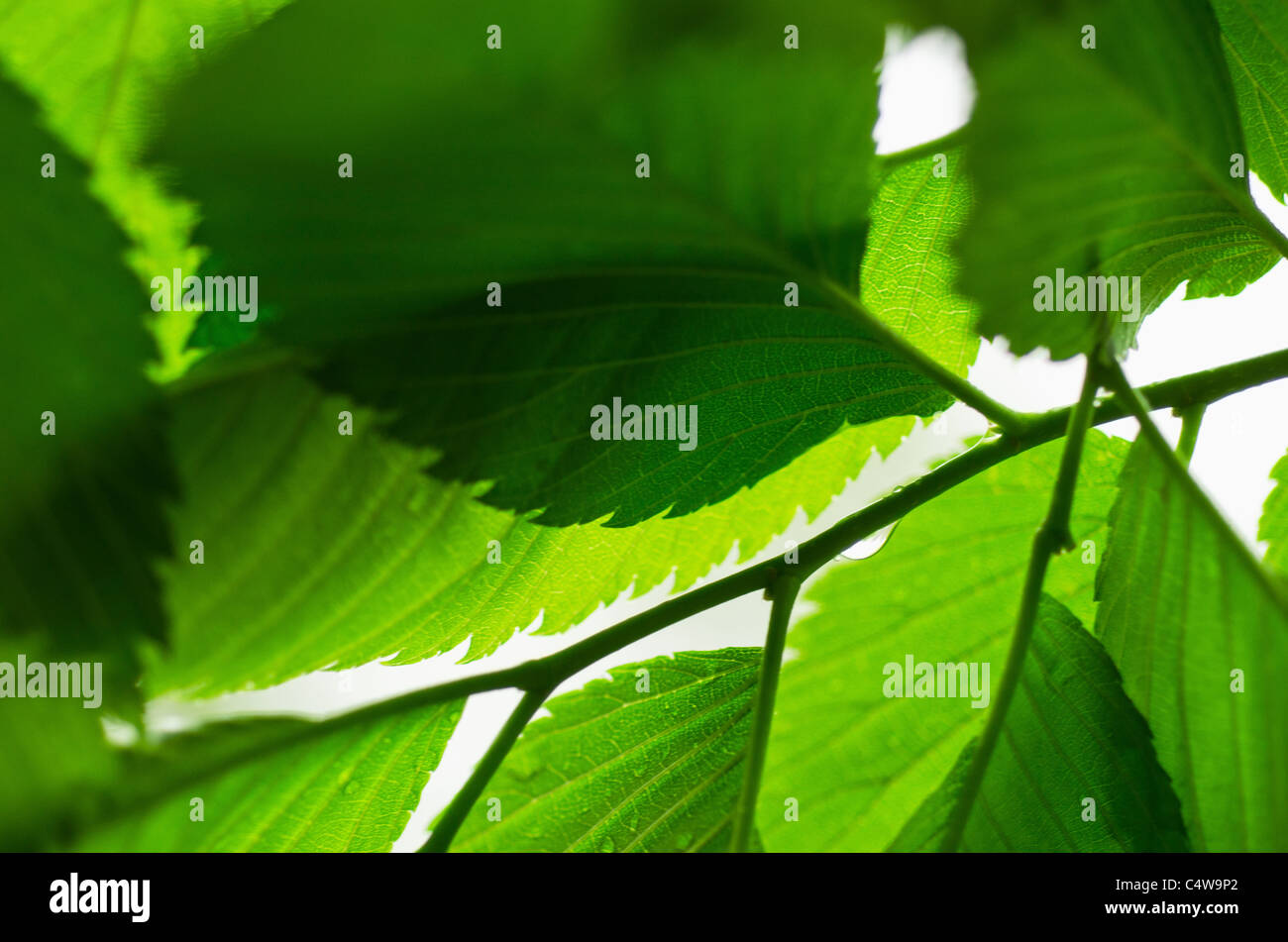 Studio close up branch hi-res stock photography and images - Alamy