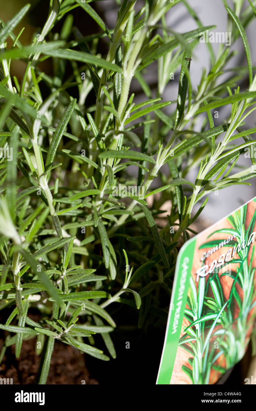 Rosemary herbs for planting Stock Photo Alamy