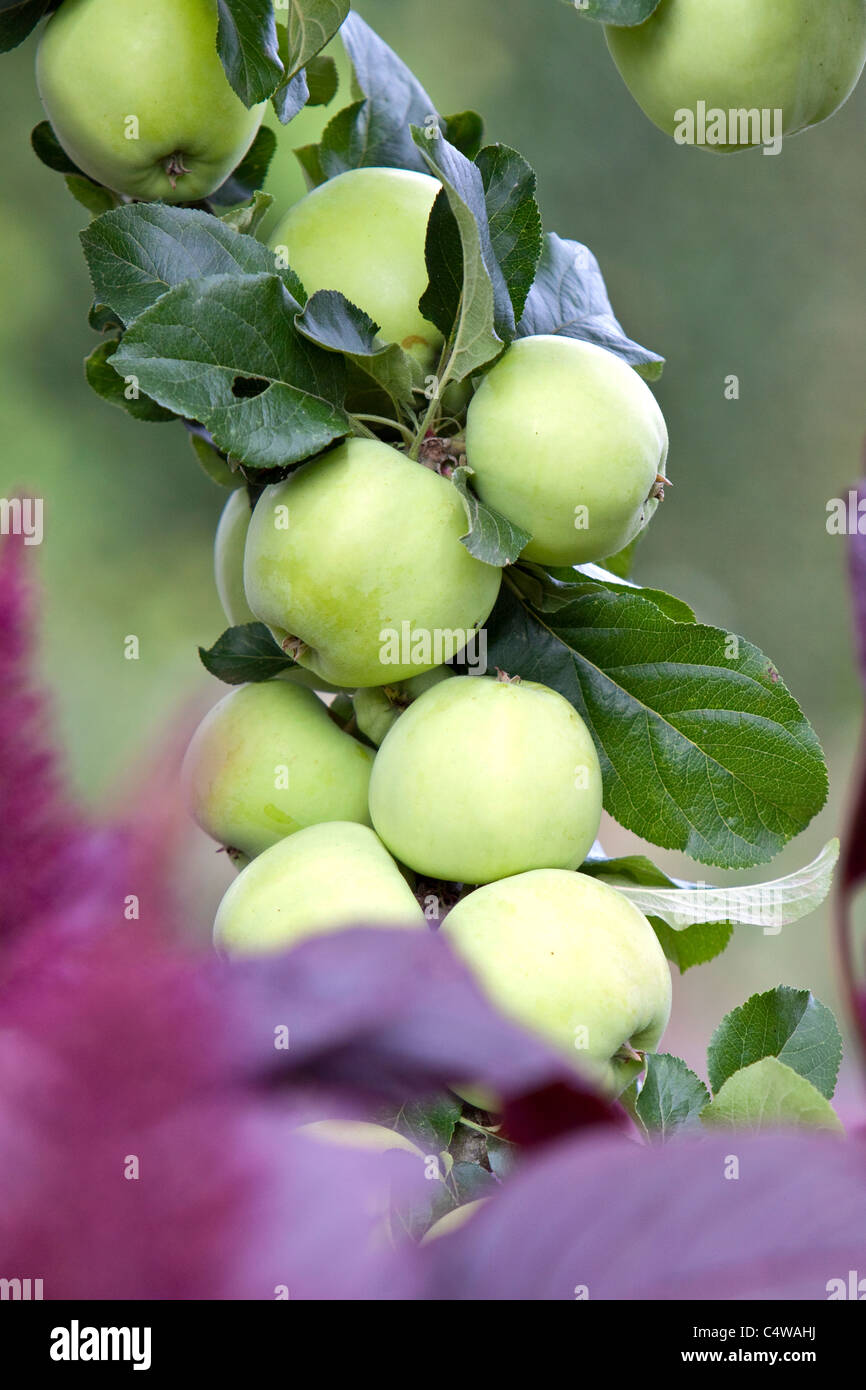 Applies on tree, England, UK Stock Photo