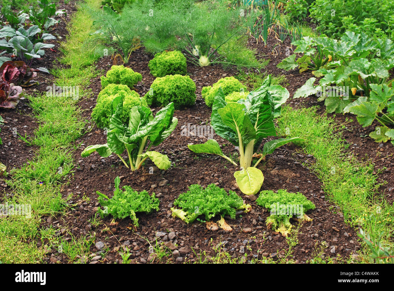 green vegetables garden Stock Photo - Alamy