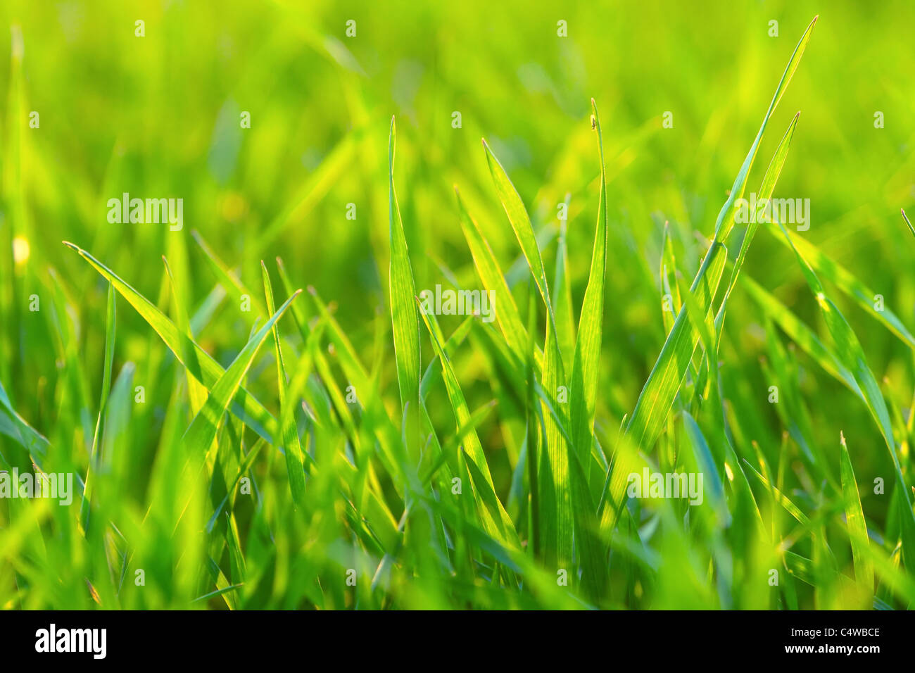 Bright green grass close-up Stock Photo