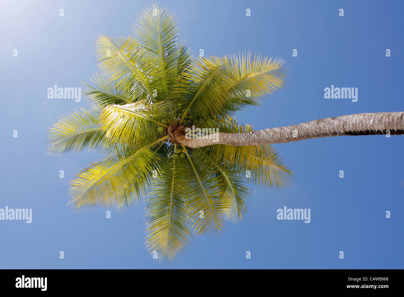 Sunny beach with palm tree hi-res stock photography and images - Alamy