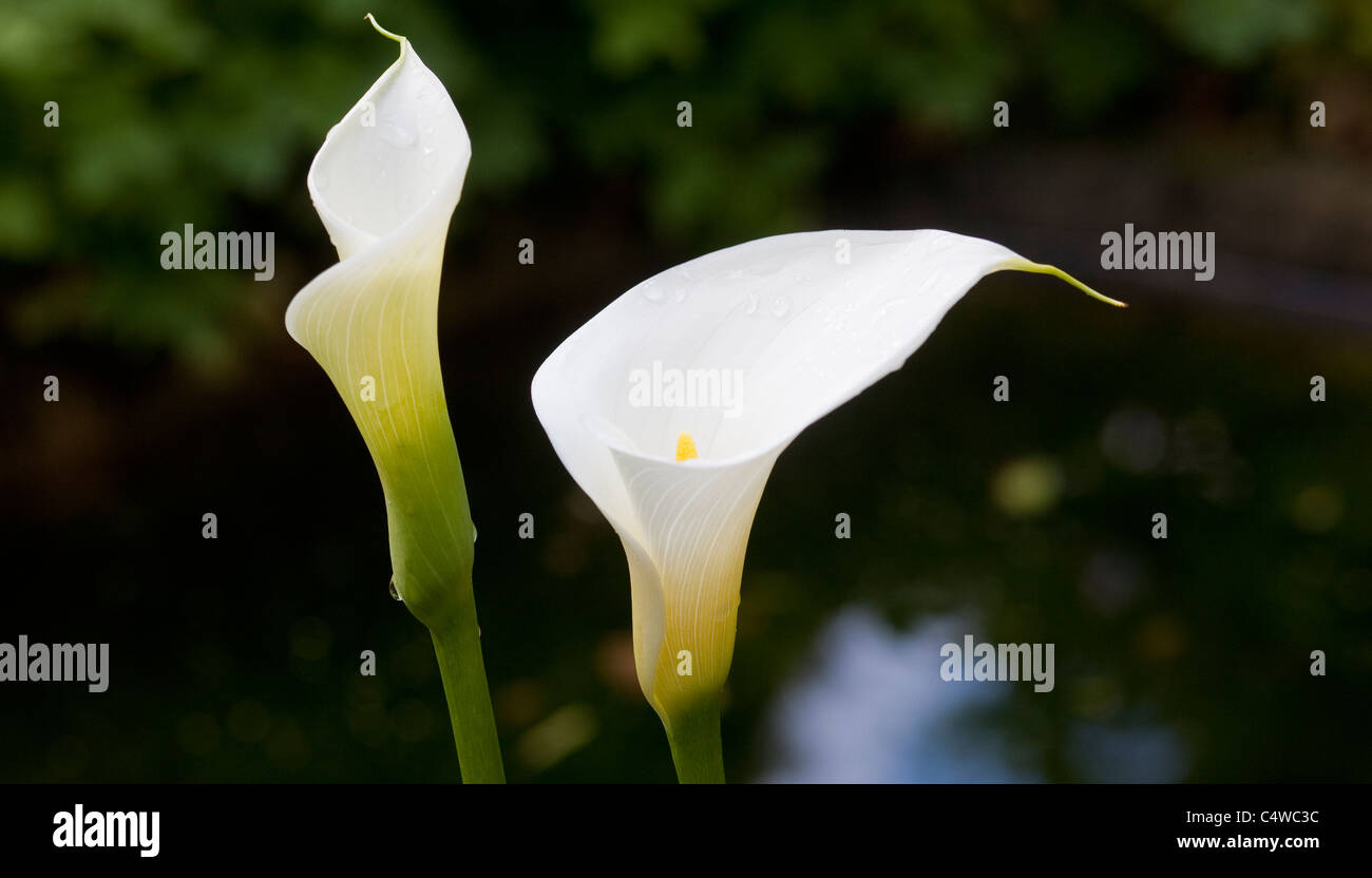 White Arum lilies against soft focus dark background Stock Photo