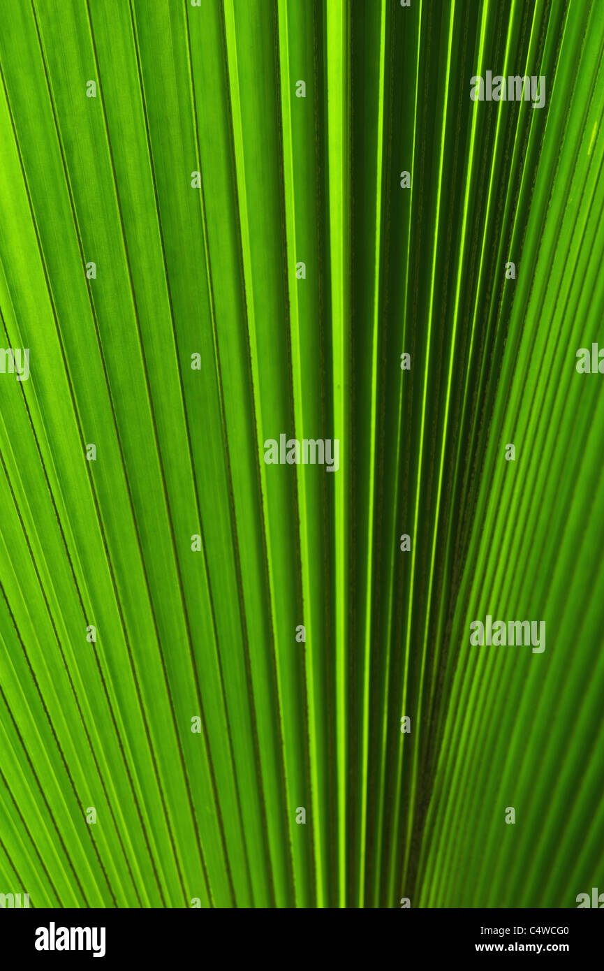 Extreme close-up view of green tropical leaf Stock Photo - Alamy