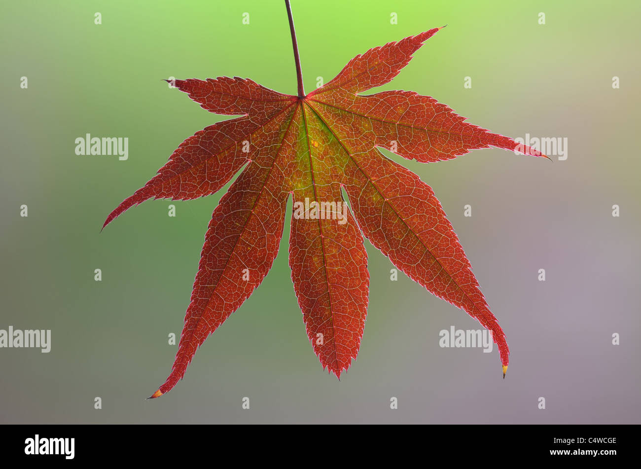Acer palmatum background of the garden Stock Photo - Alamy