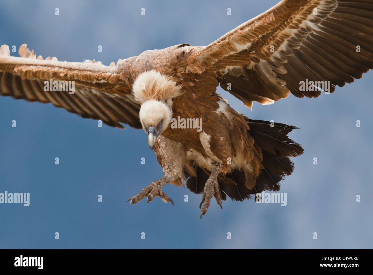 Griffon vulture (gyps fulvus) in fly,pyrenees,spain Stock Photo
