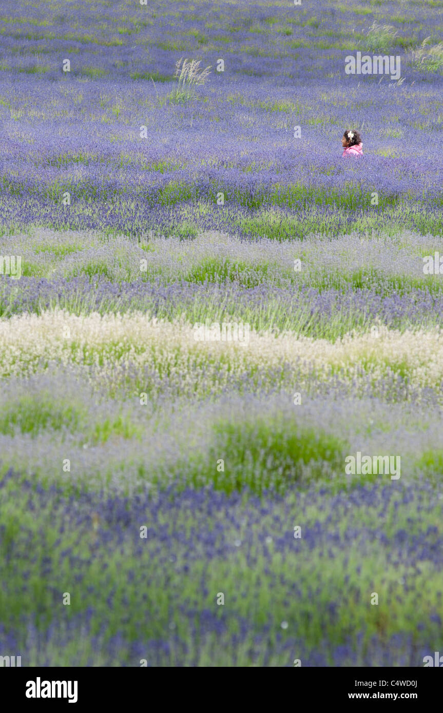 A little girl in a Lavender field in Worcestershire. UK Stock Photo