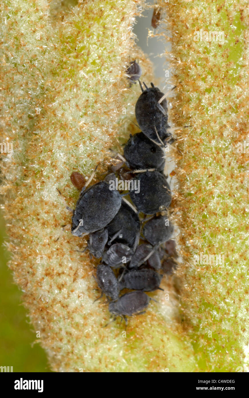 Ivy aphids (Aphis hederae) on tree ivy (Fatshedera lizei) Stock Photo