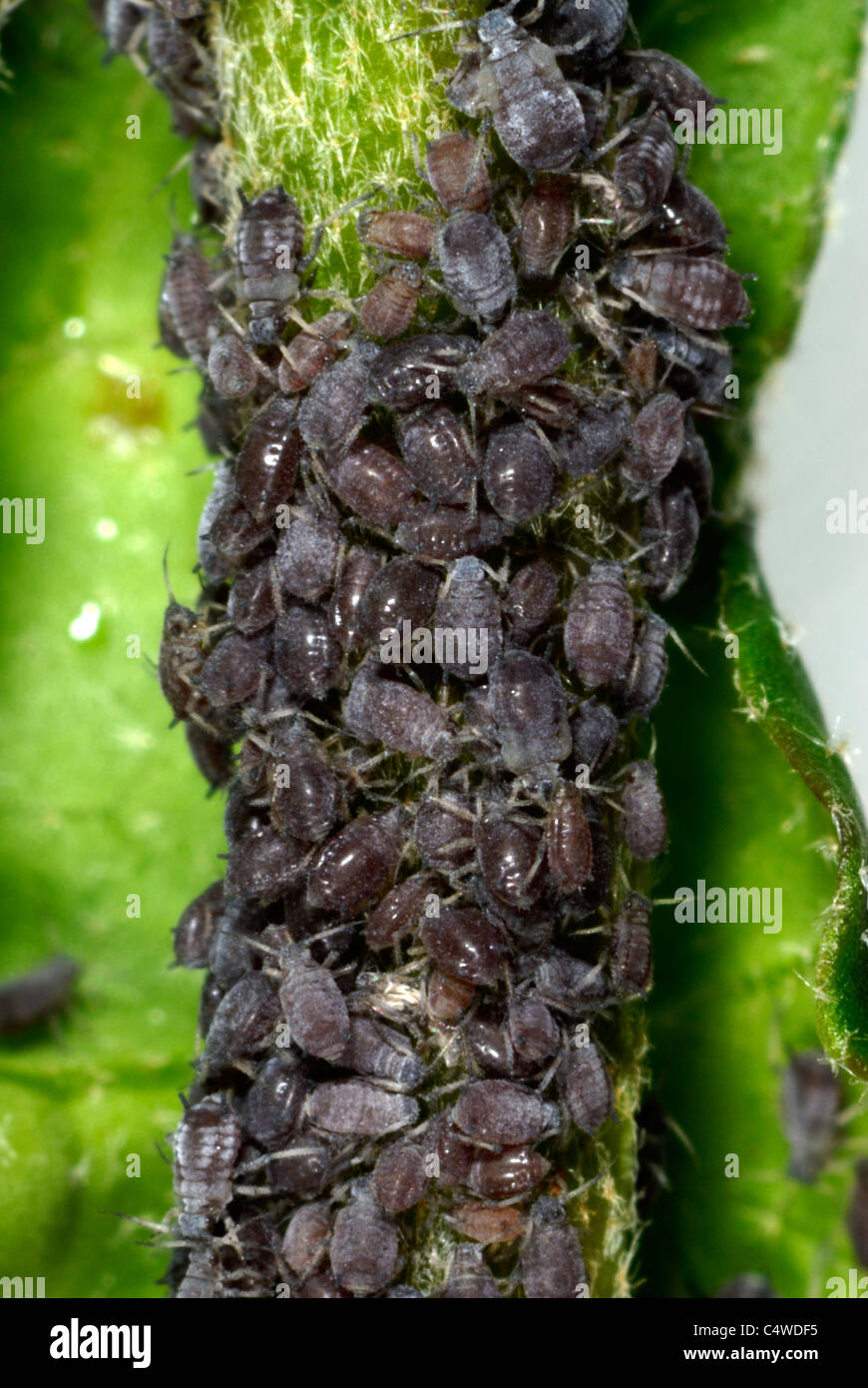 Ivy aphids (Aphis hederae) on tree ivy (Fatshedera lizei) Stock Photo