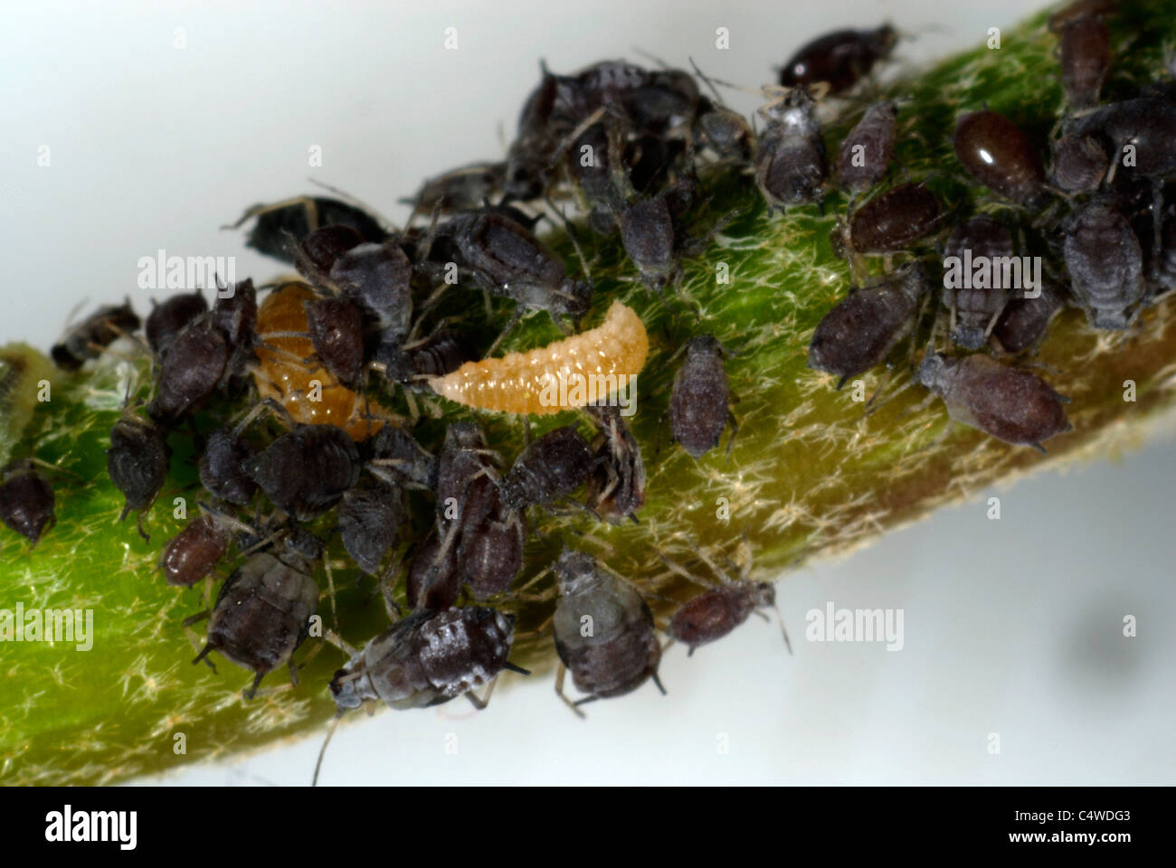 Predatory midge larva among ivy aphids (Aphis hederae) on Fatshedera lizei Stock Photo