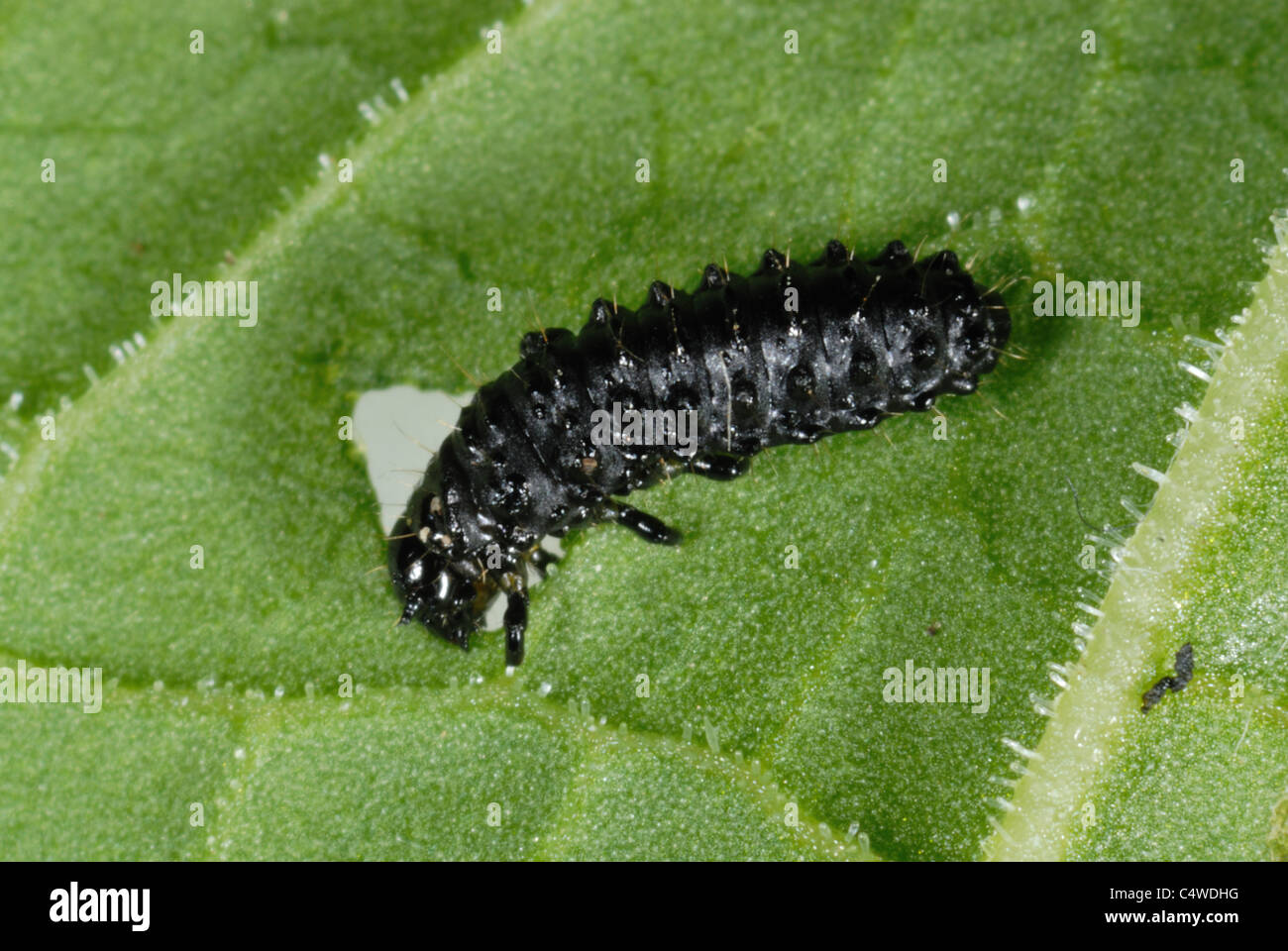 Green dock beetle larvae (Gastrophysa viridula) feeding on broad dock leaf Stock Photo