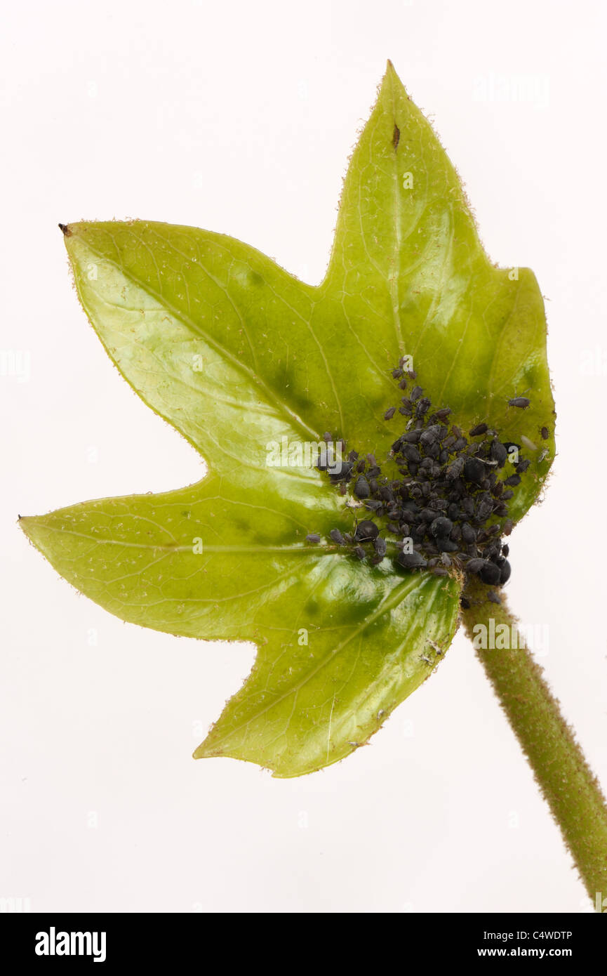 Ivy aphids (Aphis hederae) on a tree ivy (Fatshedera lizei) leaf Stock Photo