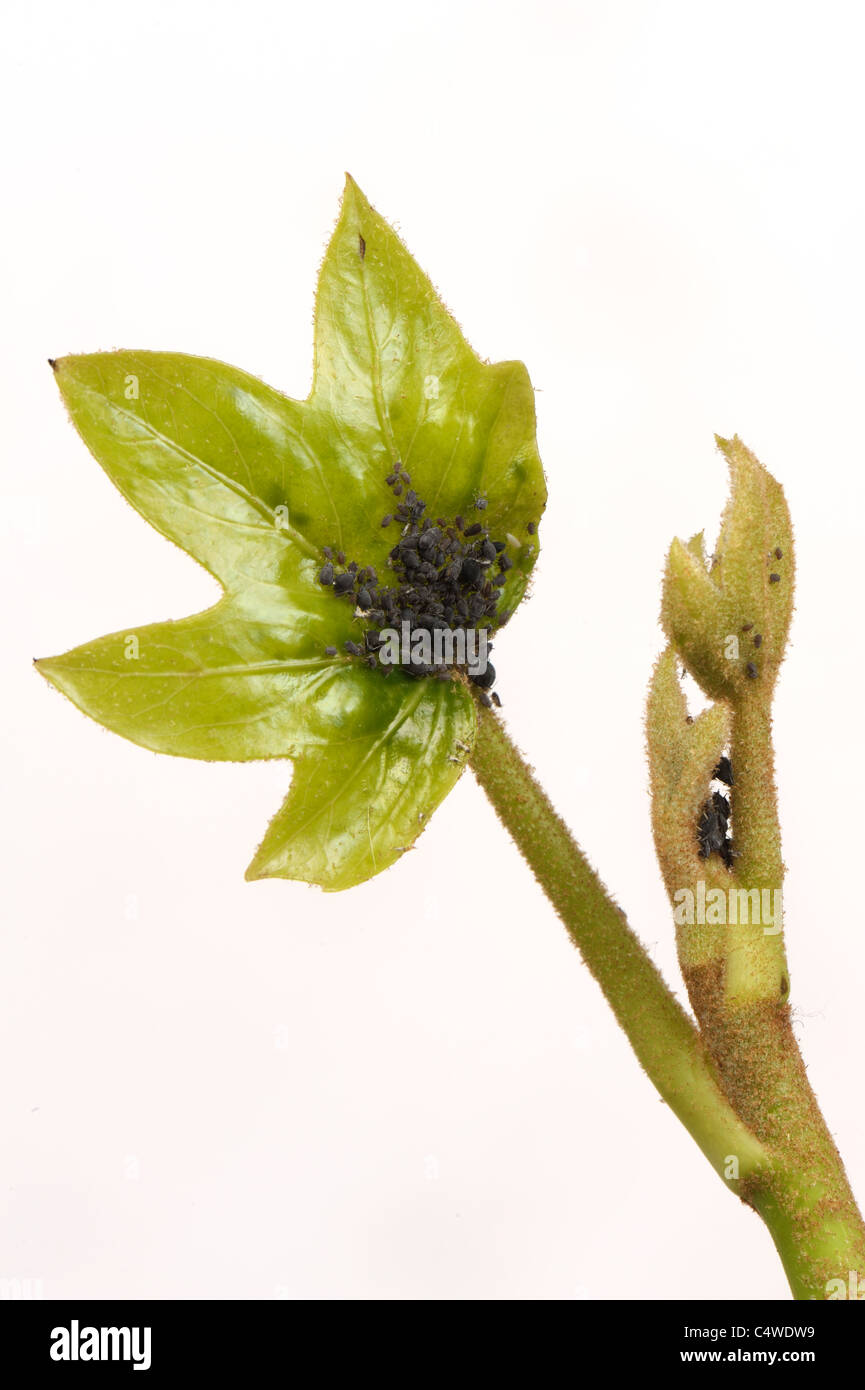 Ivy aphids (Aphis hederae) on a tree ivy (Fatshedera lizei) leaf Stock Photo