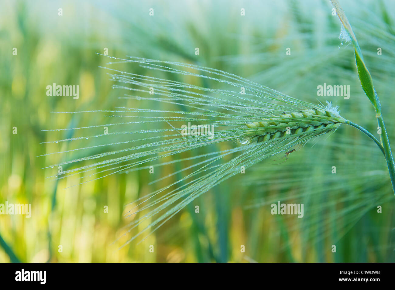 Ear of Barley (Hordeum vulgare) in morning lightl Stock Photo
