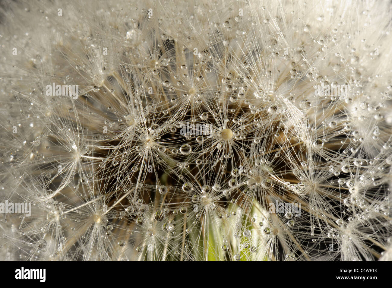Parachutes or pappus of a dandelion (Taraxacum officinale) covered with fine mist droplets Stock Photo