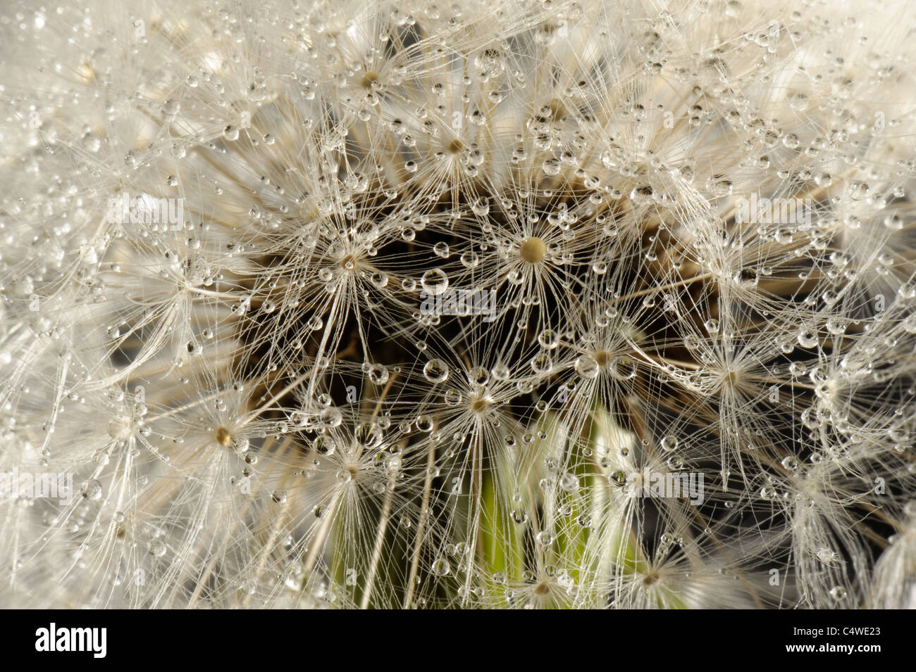 Parachutes or pappus of a dandelion (Taraxacum officinale) covered with fine mist droplets Stock Photo