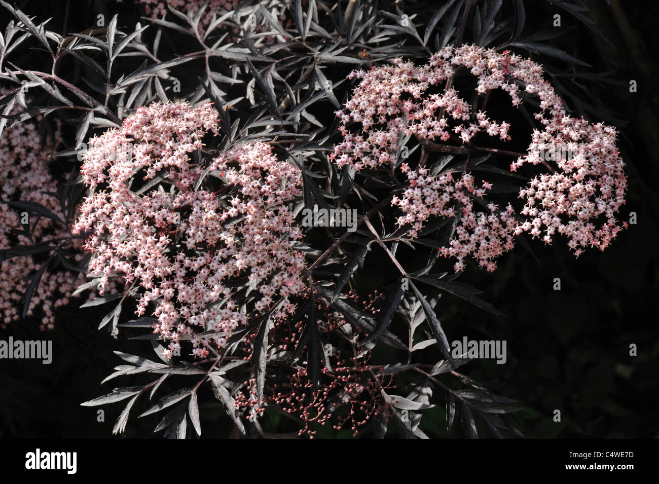 Black elder, Sambucus nigra "Black Lace" pink flowers with fine black foliage Stock Photo