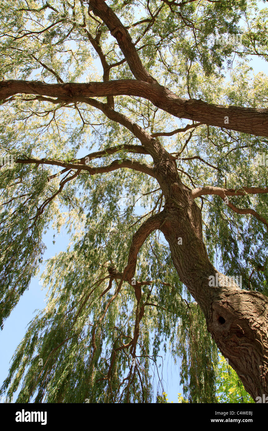 Looking up a large Weeping Willow Stock Photo