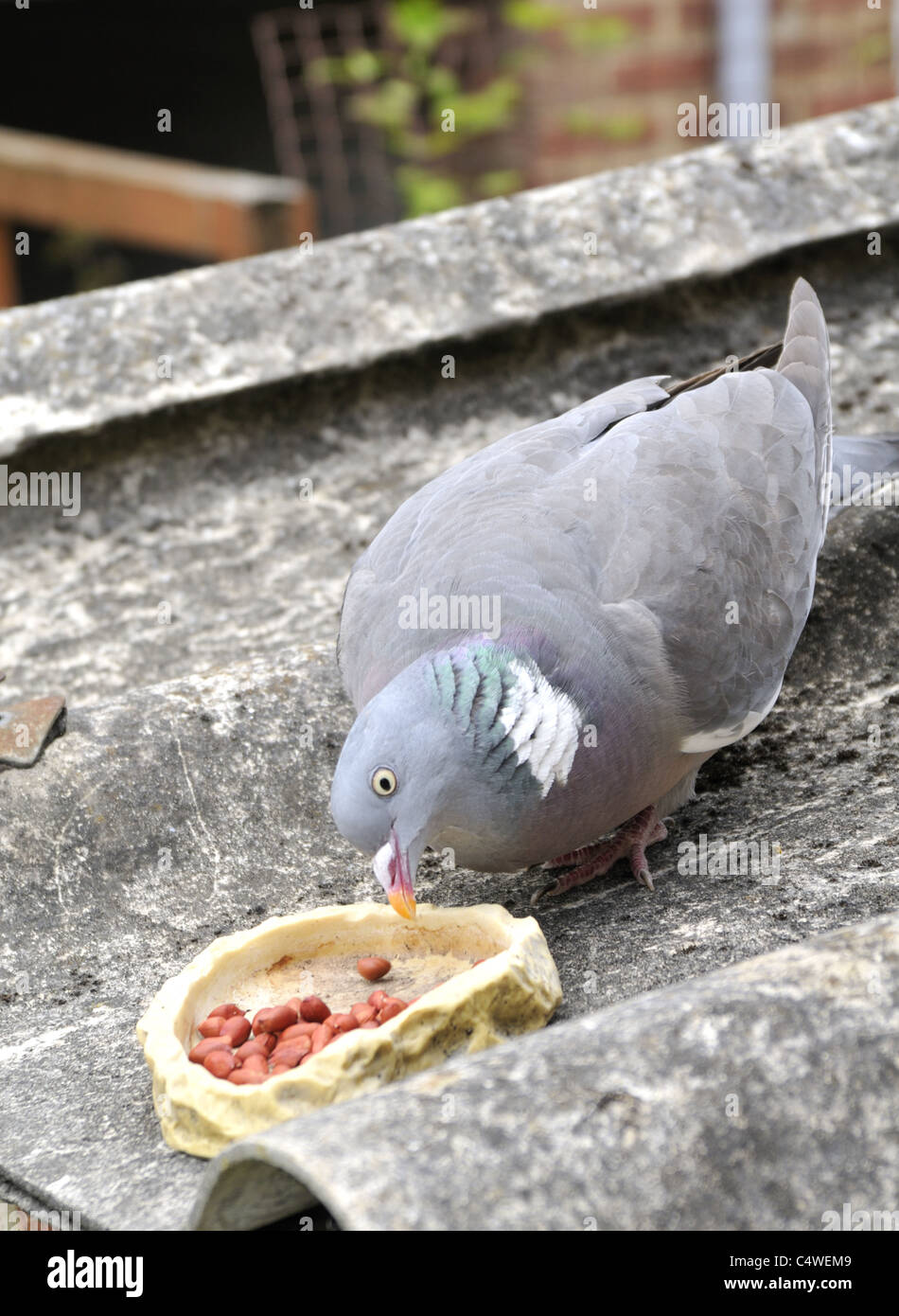 Pigeon eating peanuts. Stock Photo