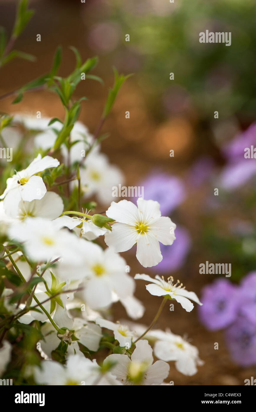 Arenaria montana in flower Stock Photo