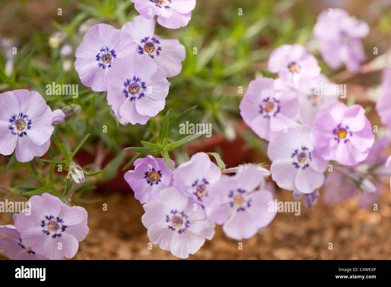 Phlox douglasii ‘Ronsdorfer Schöne’ in flower Stock Photo