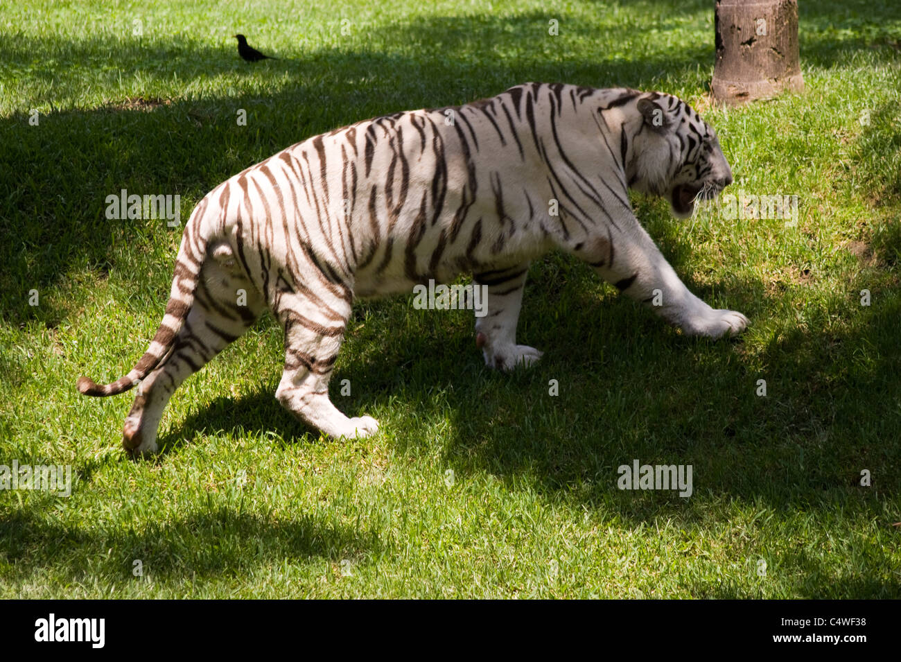 White tigers are a color morph of any subspecies of tiger whose fur is ...