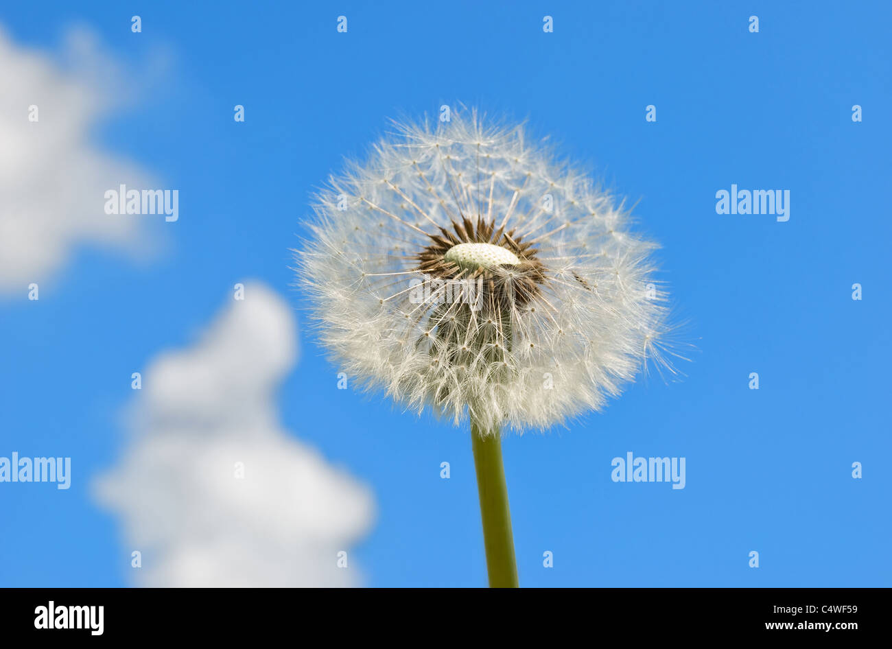 dandelion with seeds blowing away Stock Photo Alamy