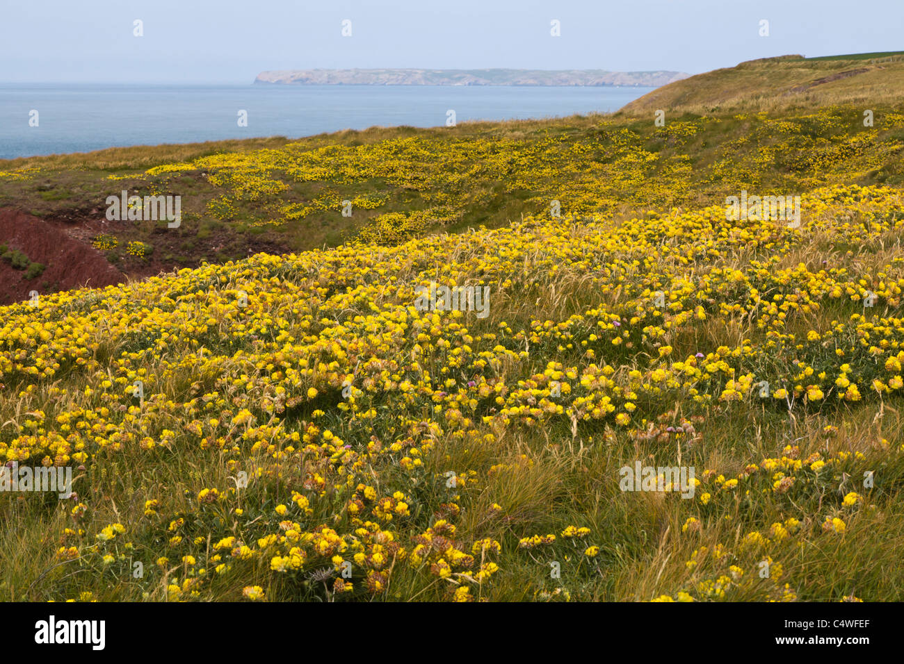 Wild grasses uk hires stock photography and images Alamy