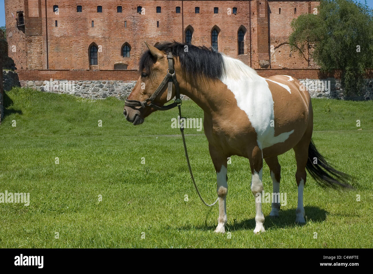 View of horse with medieval Teutonic Order castle in Swiecie, Poland Stock Photo