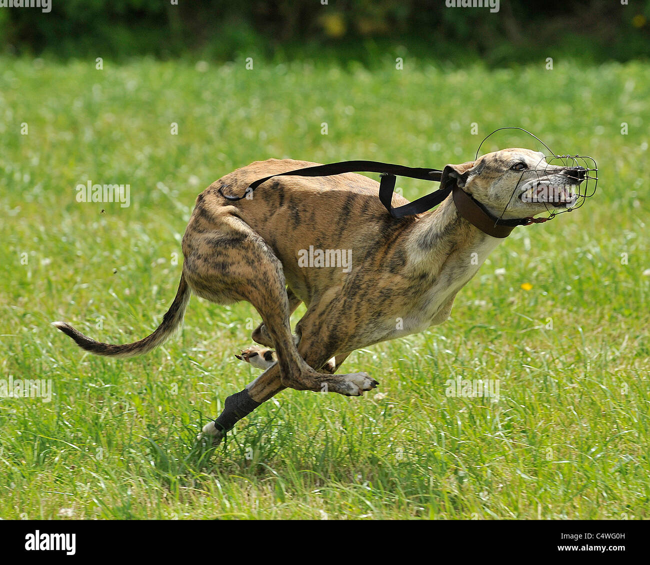 The Greyhound High Resolution Stock Photography And Images Alamy