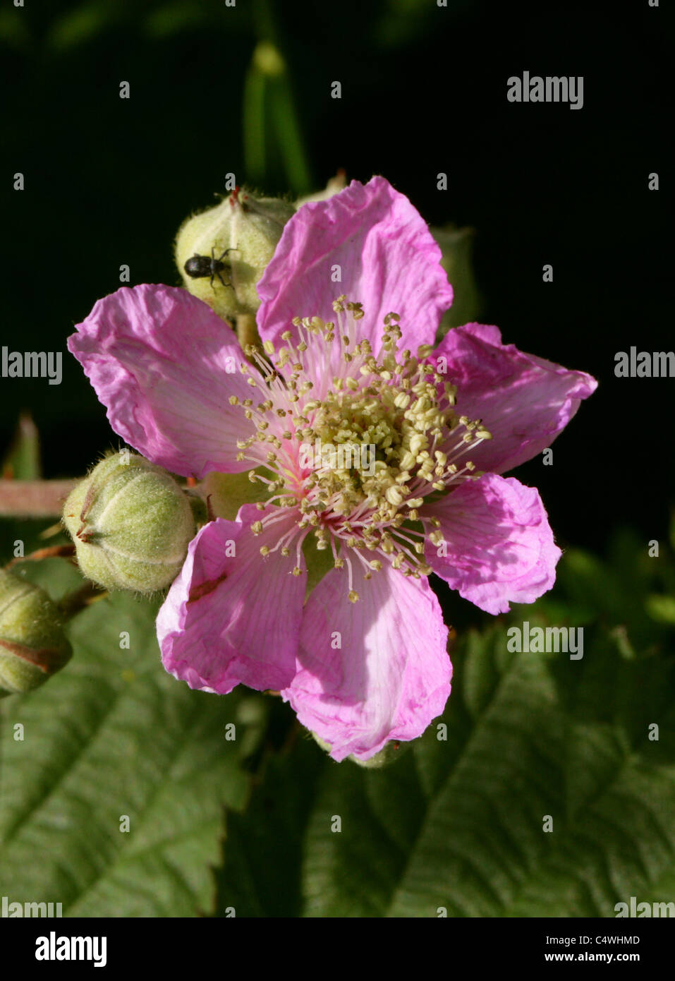 Pink Blackberry or Bramble Flower, Rubus fruticosus, Rosaceae Stock Photo