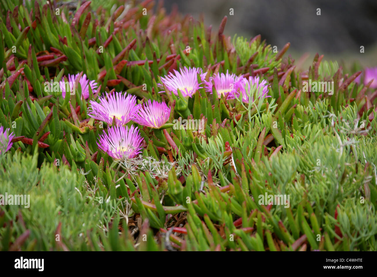Hottentot Fig, Highway Ice Plant, Sour Fig or Pigface, Carpobrotus edulis, Aizoaceae. Growing on Cliffs, Cape Cornwall, Cornwall Stock Photo
