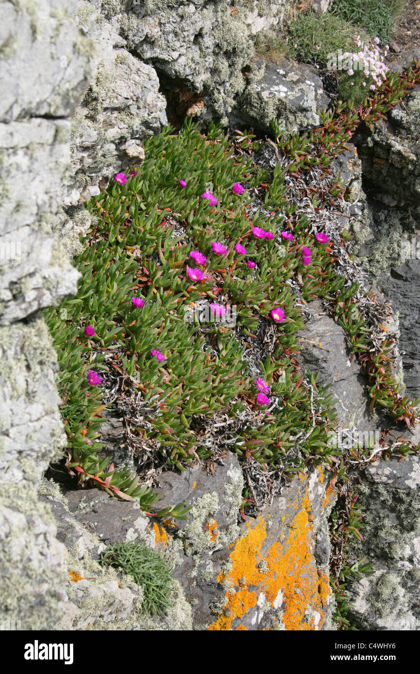 Hottentot Fig, Highway Ice Plant, Sour Fig or Pigface, Carpobrotus edulis, Aizoaceae. Growing on Cliffs, Cape Cornwall, Cornwall Stock Photo